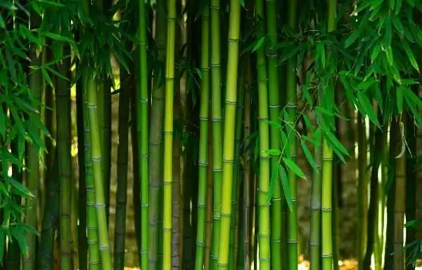 Bans Kya Hai | What Is Bamboo shoots In Hindi?