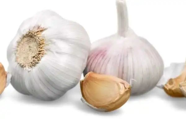 जानिए क्यों है Garlic लहसुन  लोगों की पसंद । इससे होने वाले 12 लाभ , उपयोग , खुराक , साइड इफेक्ट्स और सावधानियां| Know About 12 Health Benefits of Garilic In Hindi Its uses and Side effects