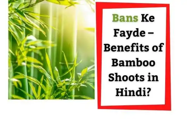 Bans Ke Fayde |  Benefits of Bamboo Shoots in Hindi