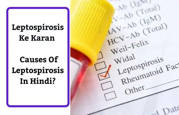 Leptospirosis Ke Karan - Causes Of Leptospirosis In Hindi?