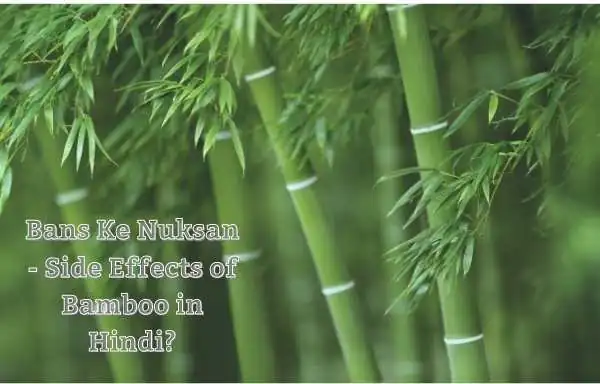 Bans Ke Nuksan | Side Effects of Bamboo Shoots in Hindi