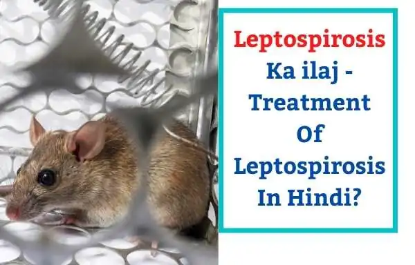 Leptospirosis Ka ilaj - Treatment Of Leptospirosis In Hindi?